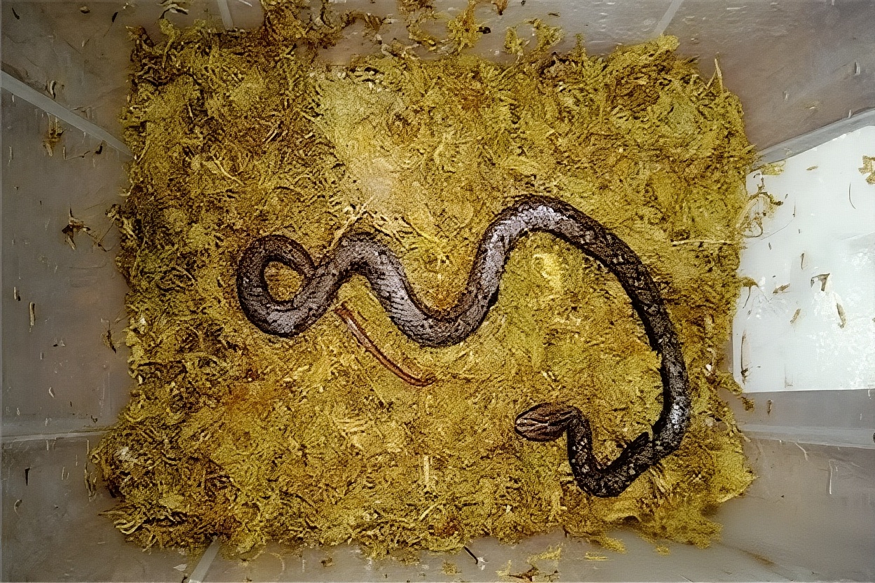 紫砂蛇