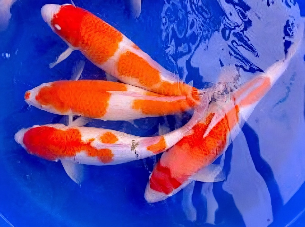 红白锦鲤
