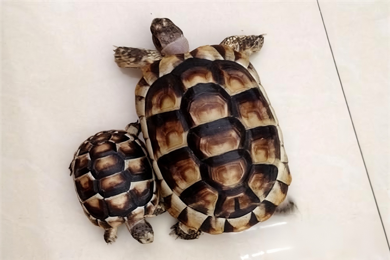 缘翘陆龟
