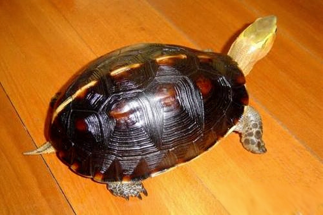 黄缘闭壳龟