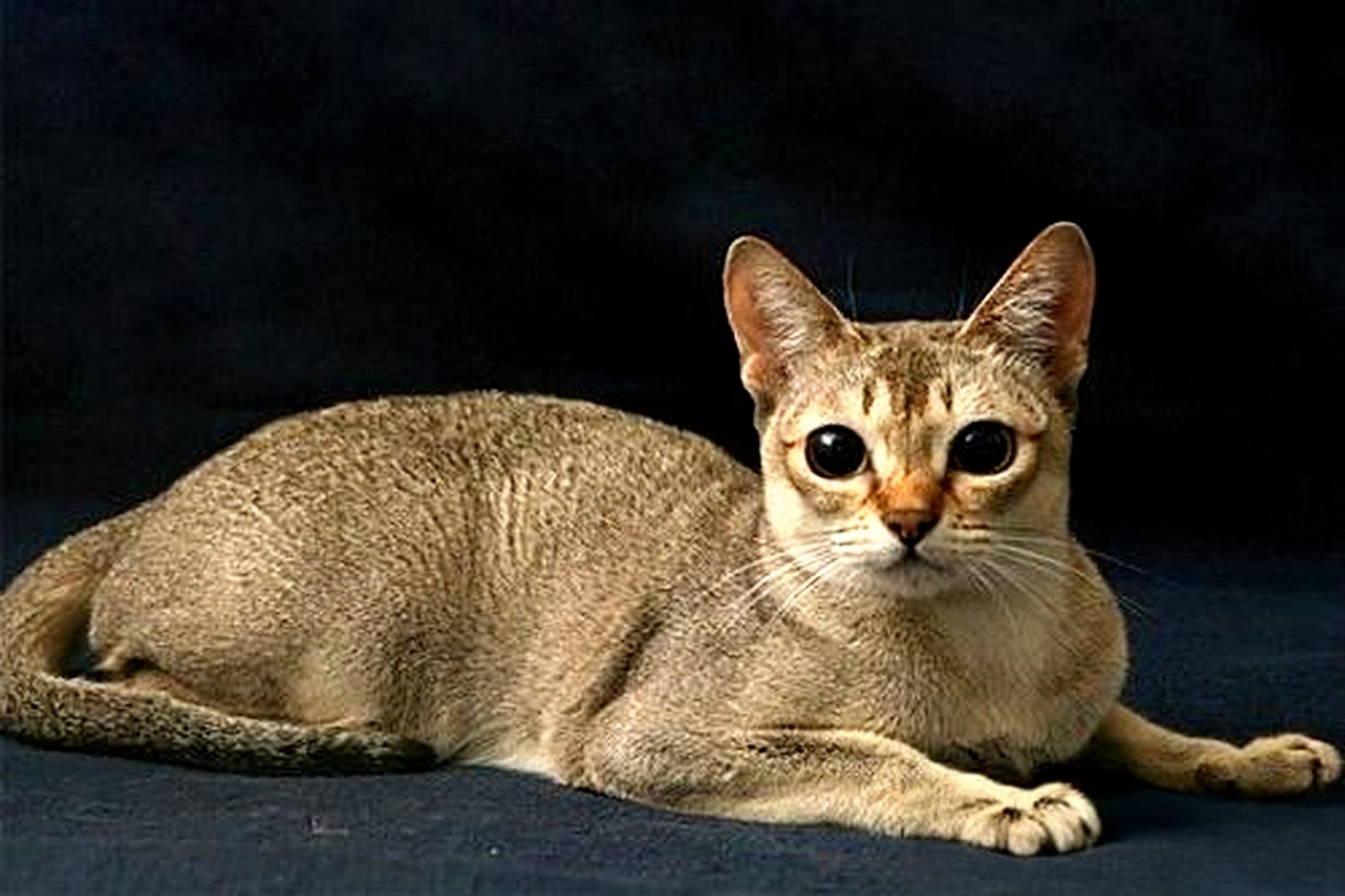 新加坡猫