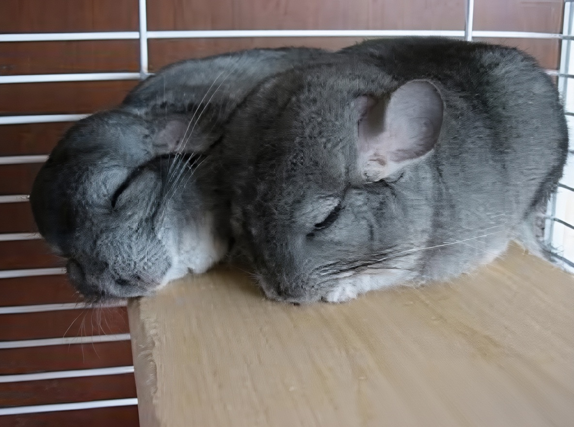 标准灰龙猫