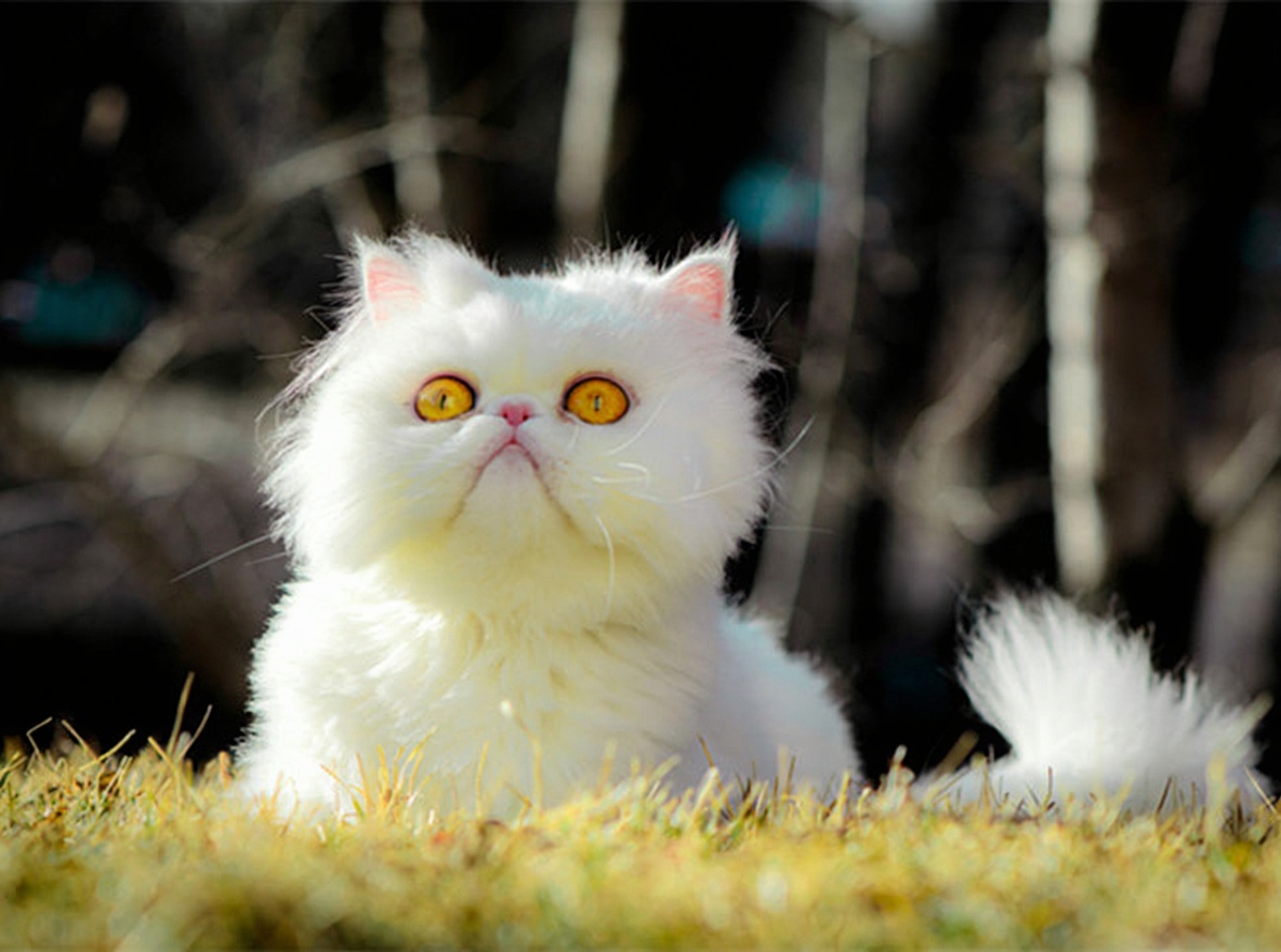 喜马拉雅猫