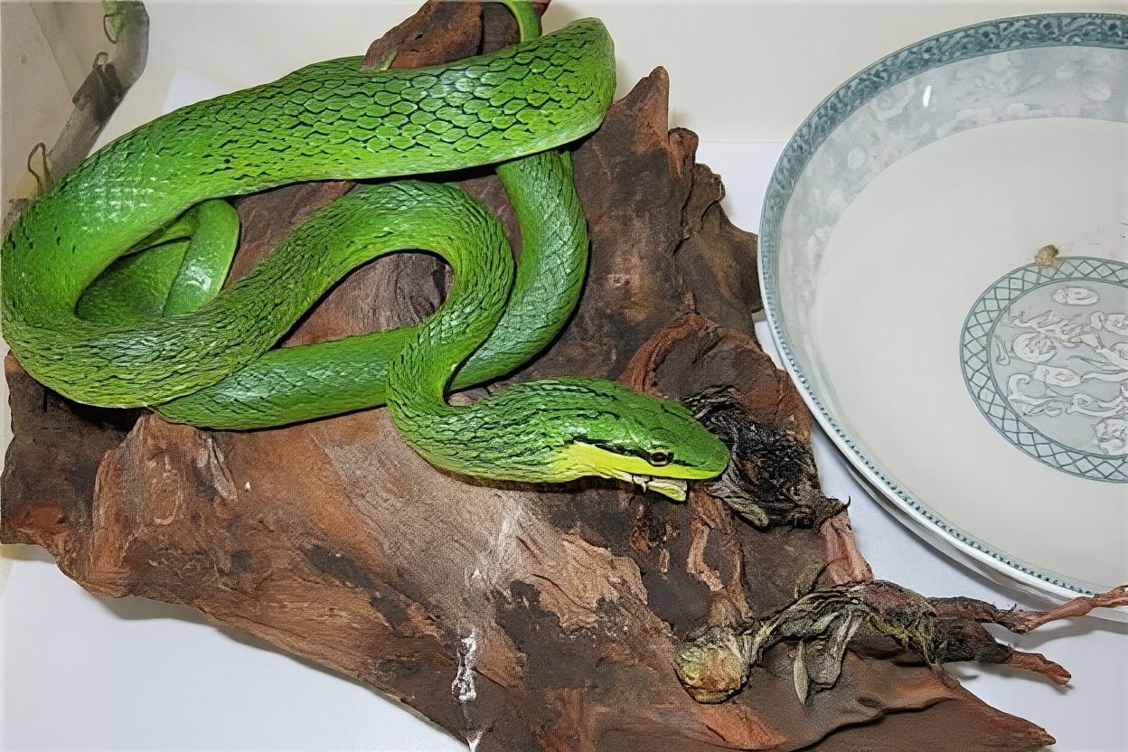 绿锦蛇