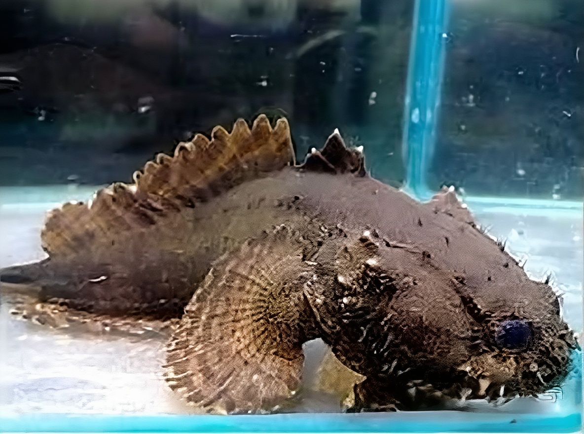 三棘狮子鱼