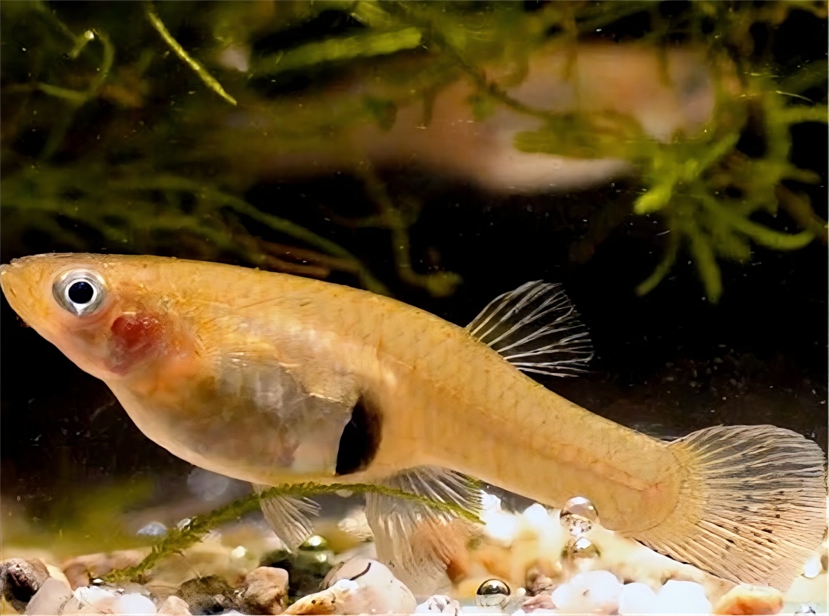 食蚊鱼