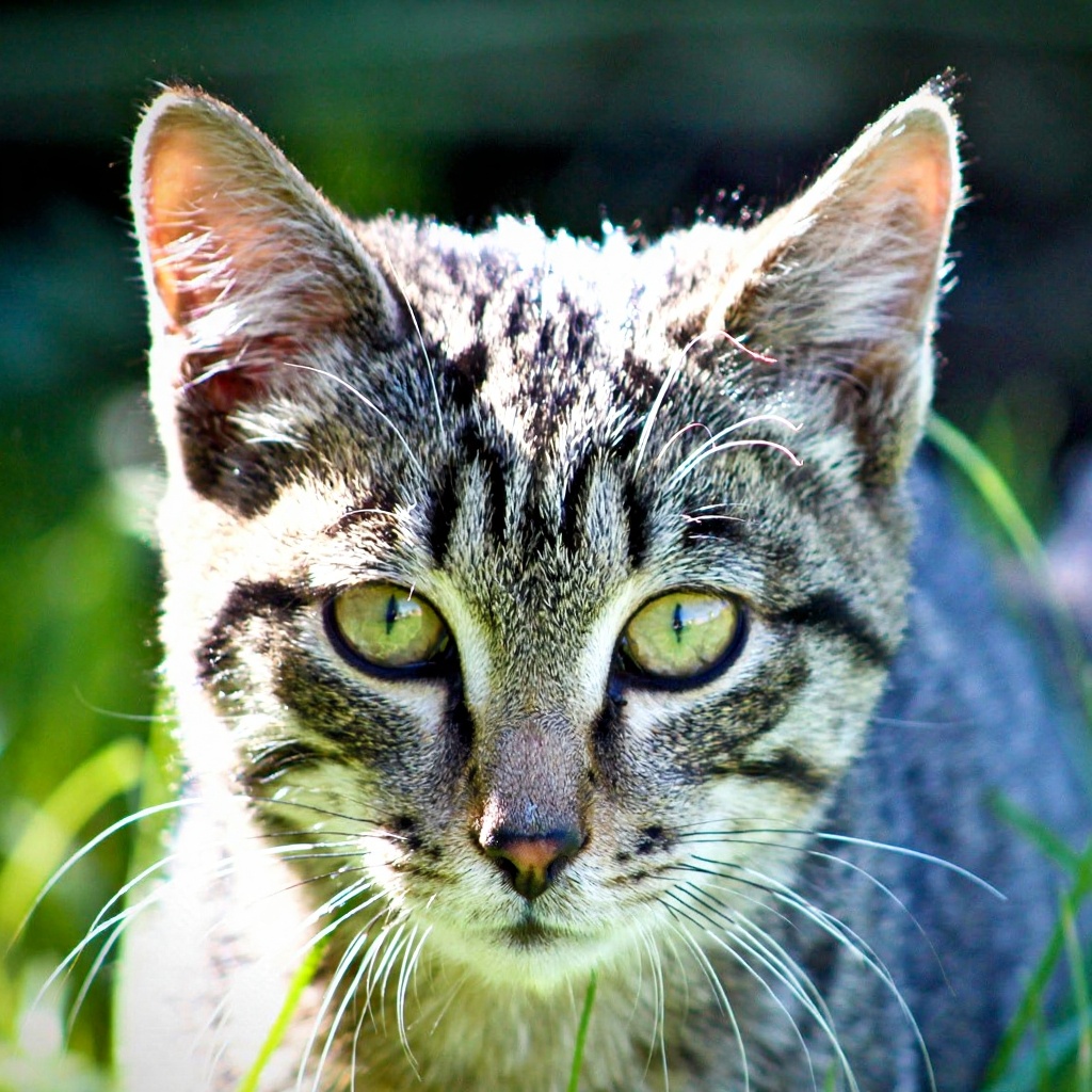 虎斑猫