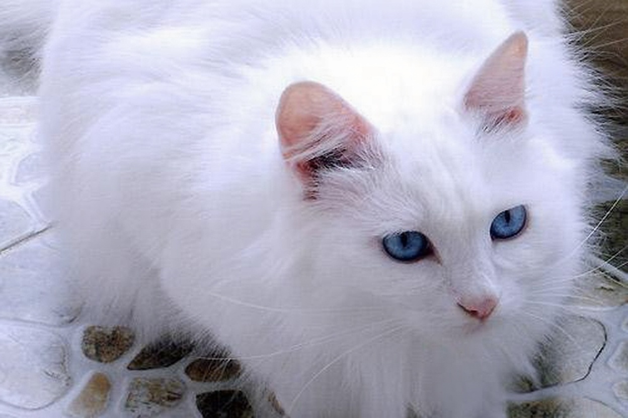 山东狮子猫