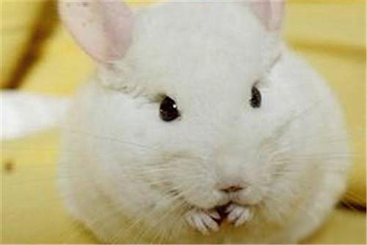 纯白龙猫