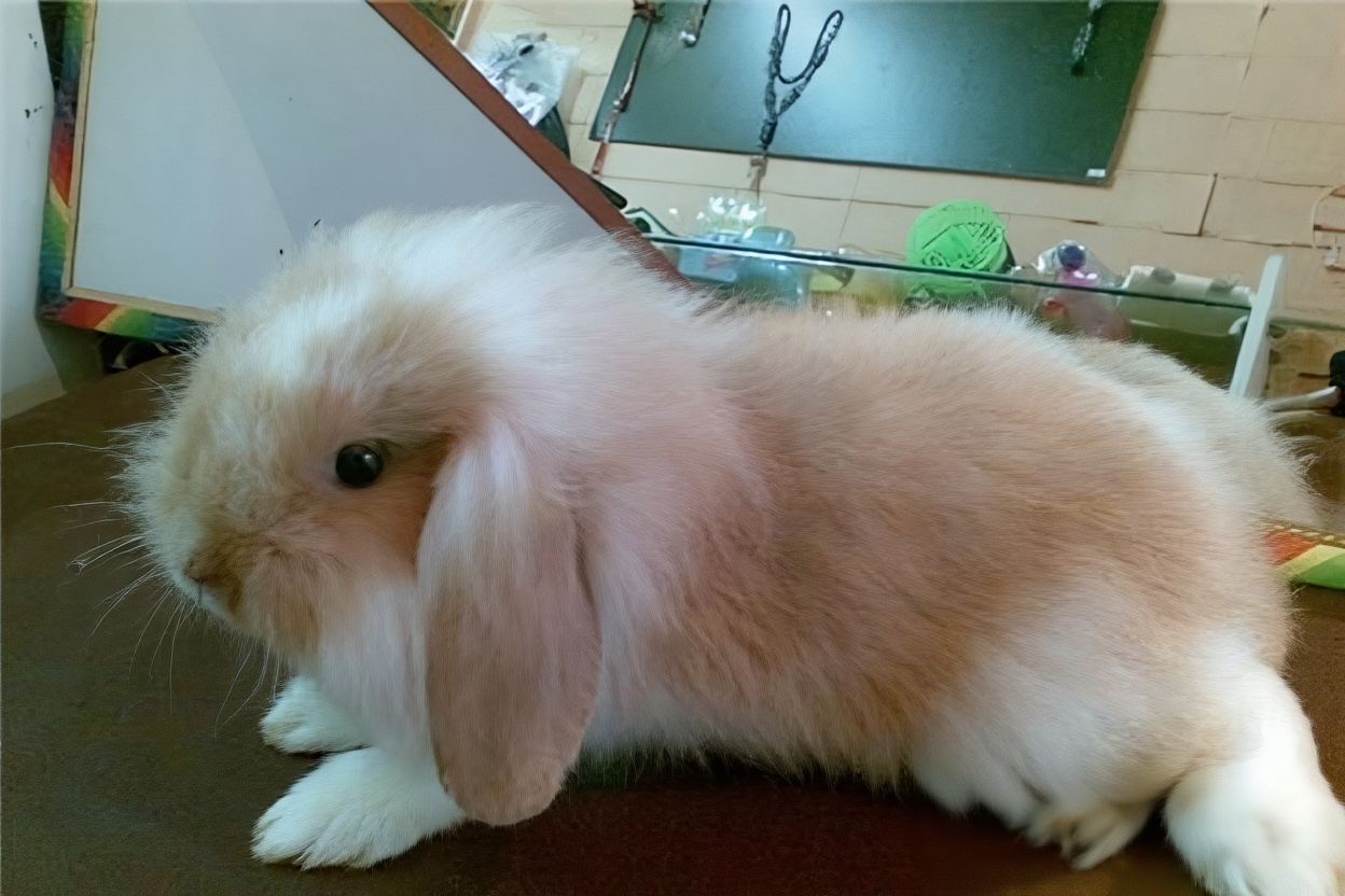 宾尼垂耳兔