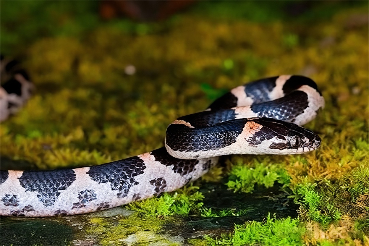 粉链蛇