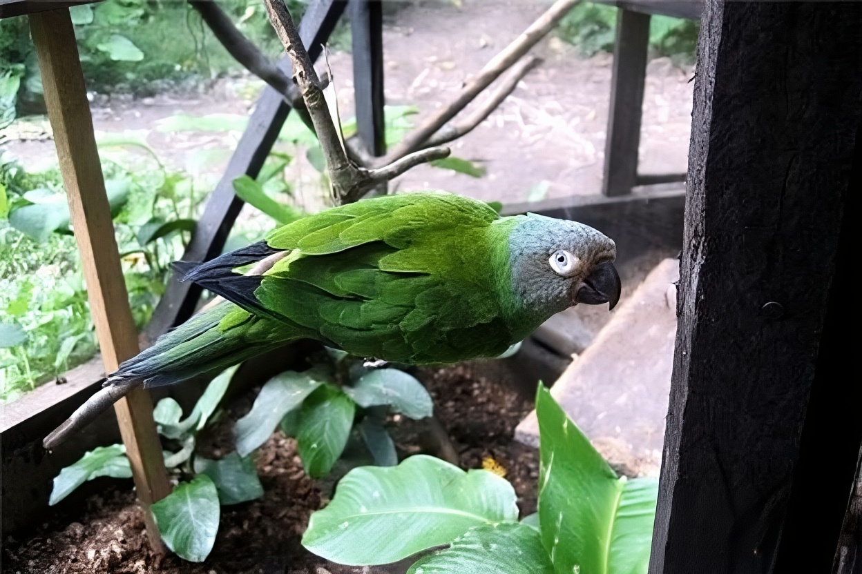 灰头锥尾鹦鹉