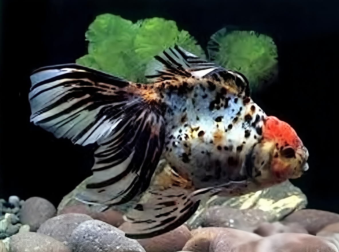 荧鳞蝶尾