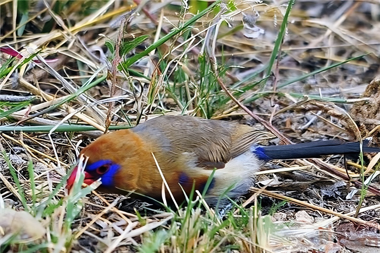 紫蓝饰雀