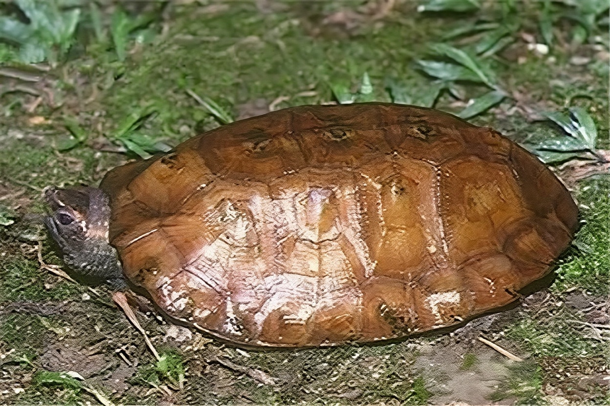 马来果龟