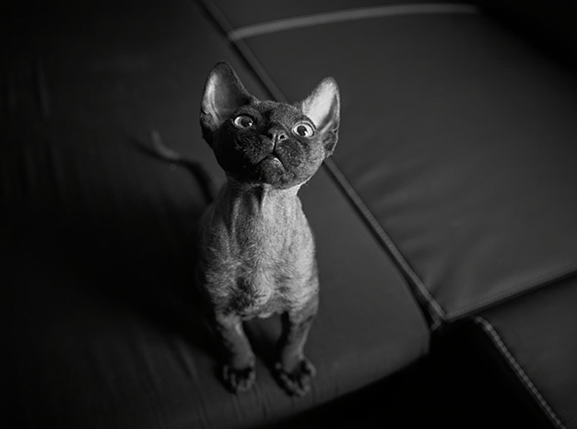 德文卷毛猫